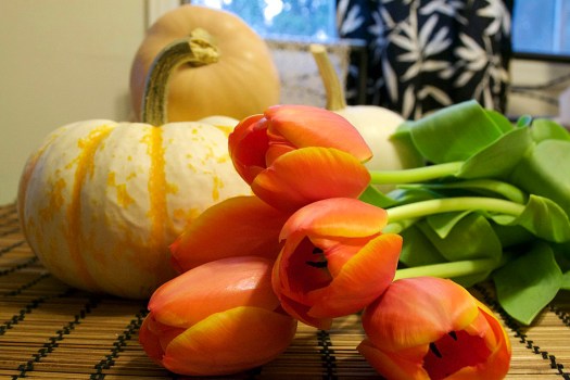 tulipspumpkins